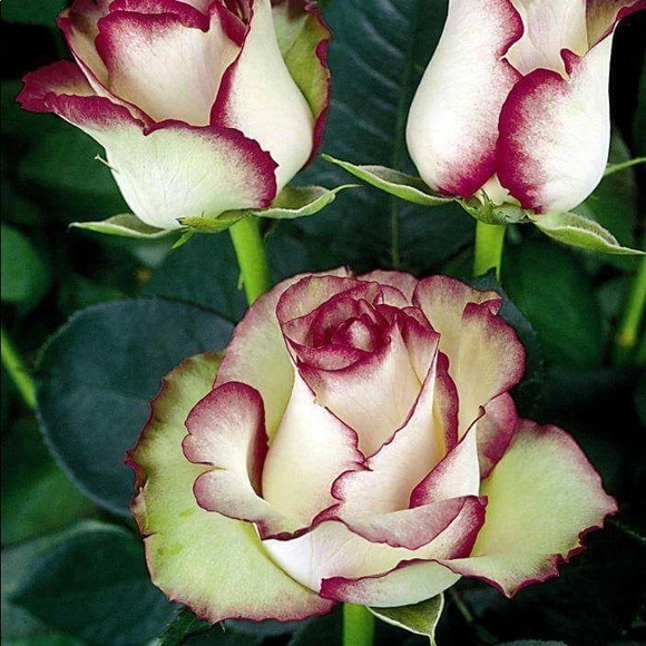 Meet the Posher Other - Meet your Posher, Mariana